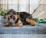 Small Photo #1 Yorkshire Terrier Puppy For Sale in GREENWICH, OH, USA