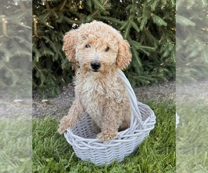 Goldendoodle (Miniature) Puppy for sale in MIDDLEBURY, IN, USA
