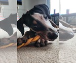 Small #4 Mutt