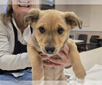 Small Mutt