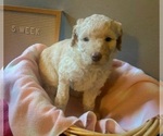 Small Photo #8 Goldendoodle Puppy For Sale in SEYMOUR, CT, USA