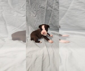 Boston Terrier Puppy for sale in SUMPTER TWP, MI, USA