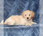Small #2 Goldendoodle (Miniature)