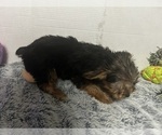 Small #2 Yorkshire Terrier