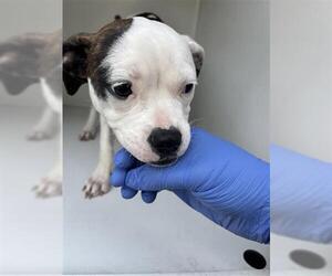 Staffordshire Bull Terrier Dogs for adoption in Houston, TX, USA