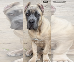 Small #1 Cane Corso