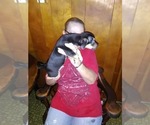 Small Photo #2 Chihuahua Puppy For Sale in BLOUNTVILLE, TN, USA