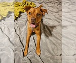 Small Mutt