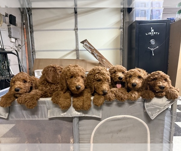 Medium Photo #1 Goldendoodle Puppy For Sale in WILDOMAR, CA, USA