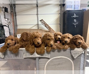 Goldendoodle Puppy for Sale in WILDOMAR, California USA
