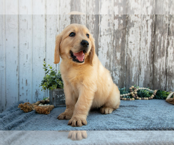 Medium Photo #11 Golden Retriever Puppy For Sale in HOLMESVILLE, OH, USA