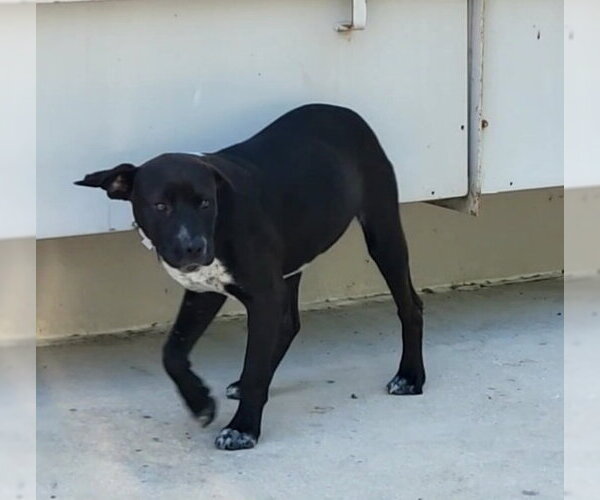 Medium Photo #1 Labrador Retriever-Unknown Mix Puppy For Sale in San Antonio, TX, USA