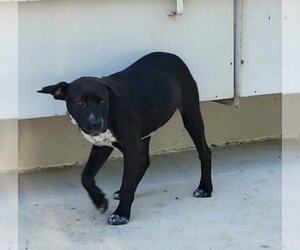 Labrador Retriever-Unknown Mix Dogs for adoption in San Antonio, TX, USA