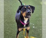 *AZAYLAH - Female Rottweiler-Unknown Mix Dog for Adoption - Small photo