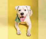 Small #1 American Bulldog