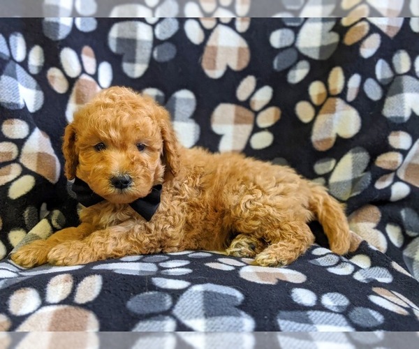 Medium Photo #4 Goldendoodle-Poodle (Miniature) Mix Puppy For Sale in NEW PROVIDENCE, PA, USA