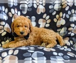 Small Photo #4 Goldendoodle-Poodle (Miniature) Mix Puppy For Sale in NEW PROVIDENCE, PA, USA