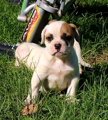 American Bulldog Puppy for sale in MARTVILLE, NY, USA