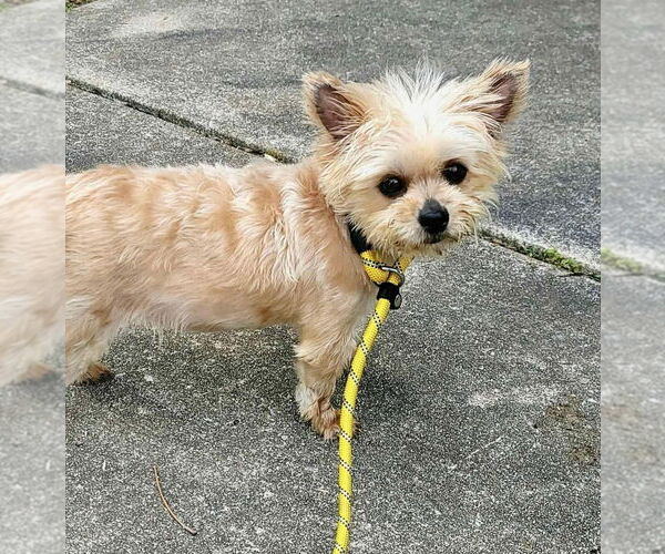Medium Photo #4 Mutt Puppy For Sale in New York, NY, USA