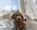 Small Photo #2 Goldendoodle Puppy For Sale in NEW YORK, NY, USA