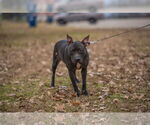 Small #11 Labrador Retriever Mix