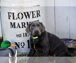Puppy Chuck Labrador Retriever