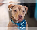 Small #4 American Pit Bull Terrier-Staffordshire Bull Terrier Mix