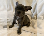 Small Photo #18 French Bulldog Puppy For Sale in JOHNS ISLAND, SC, USA