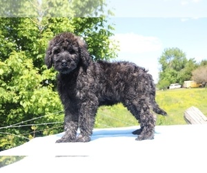 Goldendoodle Puppy for sale in UNION CITY, TN, USA