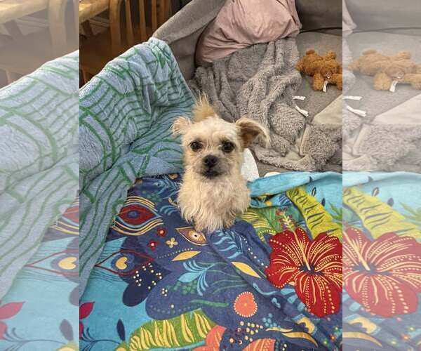 Medium Photo #4 Mutt Puppy For Sale in Woodbury, NY, USA