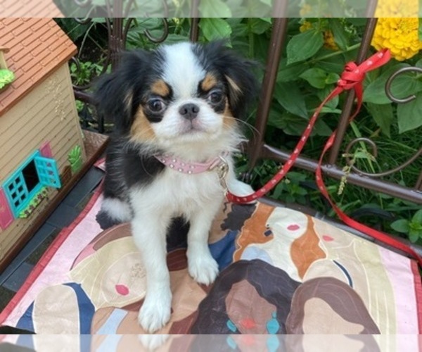 Medium Photo #1 Japanese Chin Puppy For Sale in BERWICK, ME, USA