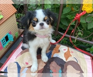 Japanese Chin Puppy for sale in BERWICK, ME, USA