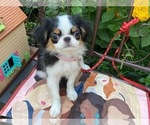 Small Photo #1 Japanese Chin Puppy For Sale in BERWICK, ME, USA