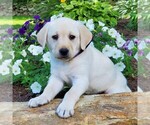 Small Photo #1 Labrador Retriever Puppy For Sale in PARKESBURG, PA, USA