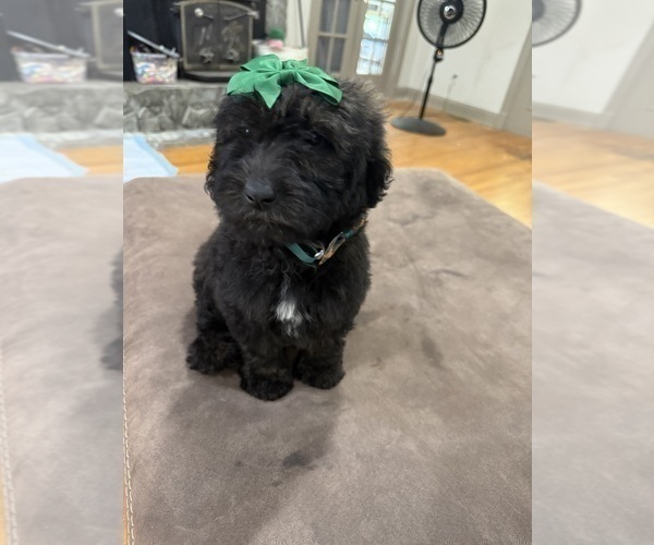 Medium Photo #2 Saint Berdoodle Puppy For Sale in DINWIDDIE, VA, USA