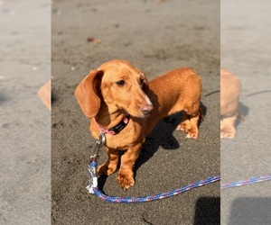 Mother of the Dachshund puppies born on 08/27/2026