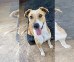Small #5 Jack Russell Terrier-Rhodesian Ridgeback Mix