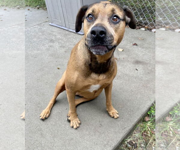 Medium Photo #3 Bullmastiff-German Shepherd Dog Mix Puppy For Sale in Lexington, SC, USA
