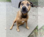 Small #2 Bullmastiff-German Shepherd Dog Mix
