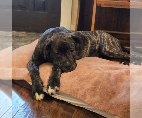 Medium Photo #5 Mastiff-Unknown Mix Puppy For Sale in Germantown, OH, USA