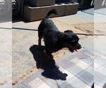 Small #8 Poodle (Miniature) Mix