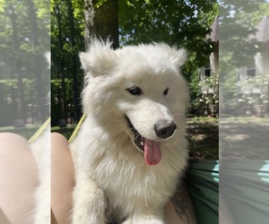 Father of the Newfoundland-Samoyed Mix puppies born on 10/30/2025