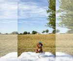 Small #2 Goldendoodle-Poodle (Toy) Mix