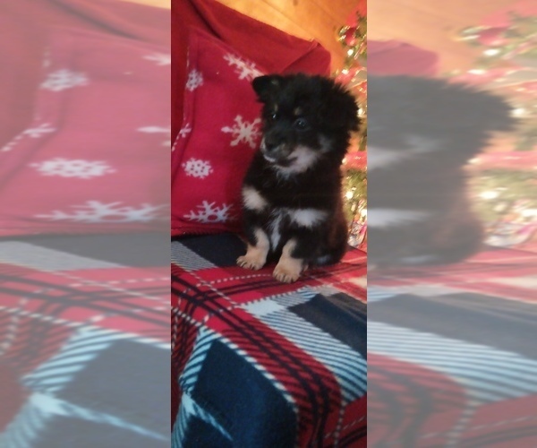 Medium Photo #4 Malchi Puppy For Sale in WOBURN, MA, USA