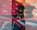 Small Photo #4 Malchi Puppy For Sale in WOBURN, MA, USA