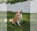 Small #1 Great Pyrenees Mix