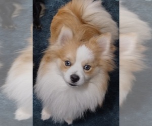 Pomeranian Dogs for adoption in FAIRVIEW HEIGHTS, IL, USA