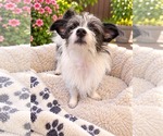 Small Photo #3 Chihuahua-Unknown Mix Puppy For Sale in Yuba City, CA, USA