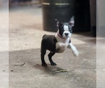 Small Photo #1 Boston Terrier Puppy For Sale in AFTON, WY, USA