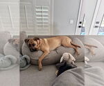 Small #2 Australian Shepherd-Boxer Mix